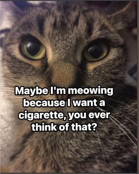 caturday meowing majorgeeks.jpg